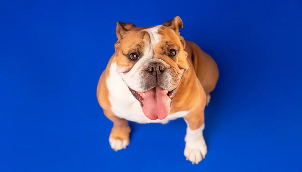 The Ultimate List: Celebrities Who Own Bulldogs