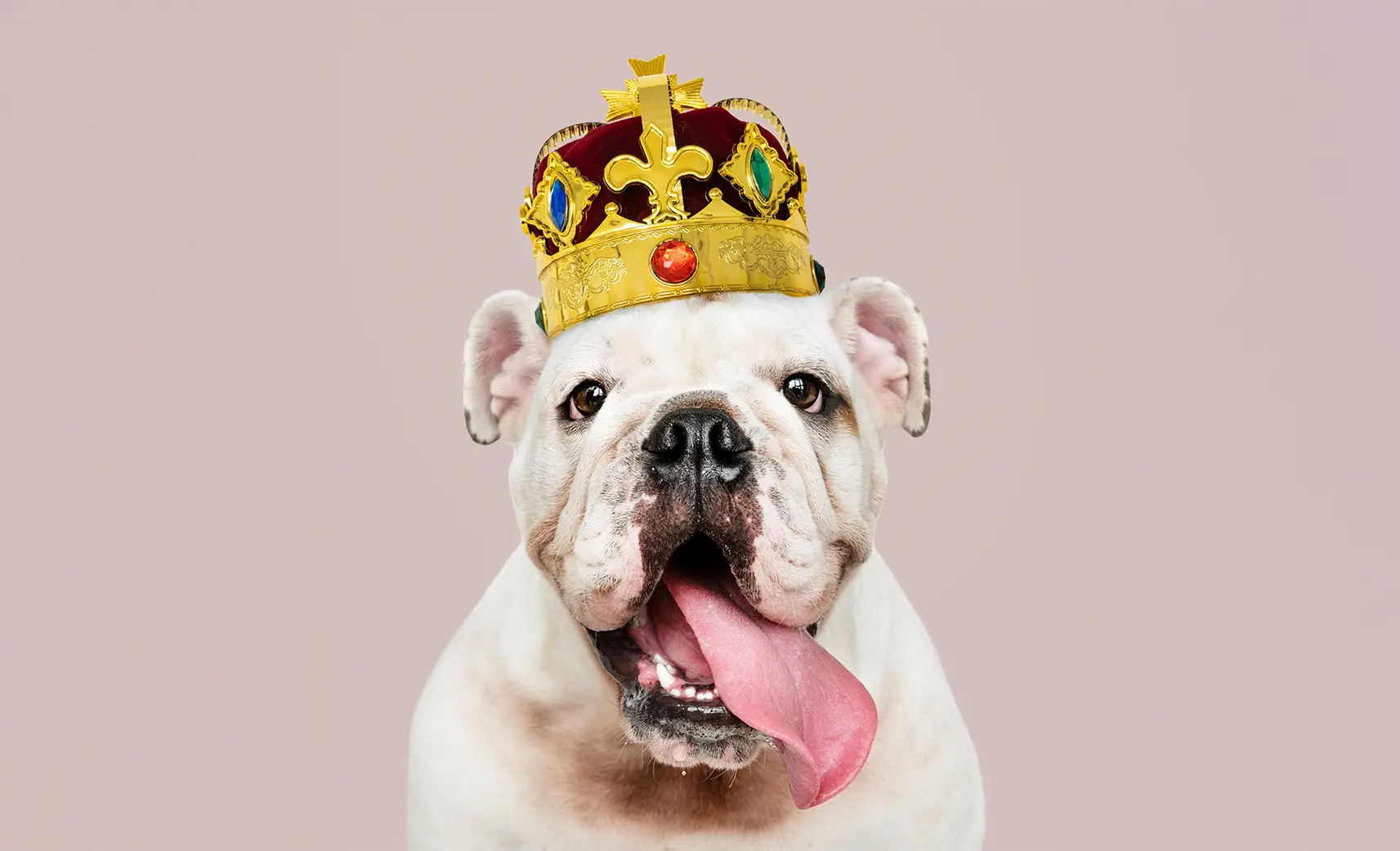 Top 5 Halloween Costume Ideas for You and Your Bulldog
