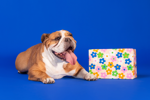 The Best Gifts for Dogs and Dog Lovers