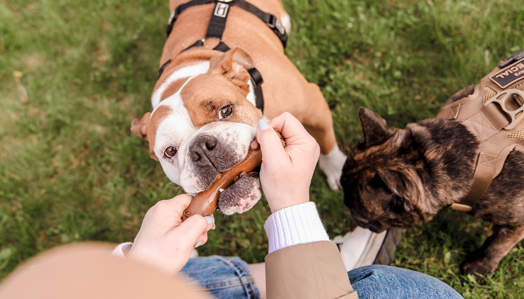 The Bossy-ist Guide to English Bulldog Care: Health, Temperament, and Tips